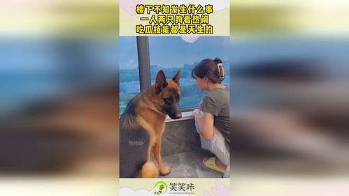 娱乐吃瓜酱送小狗视频在线观看